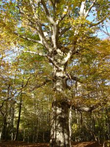 beech photo