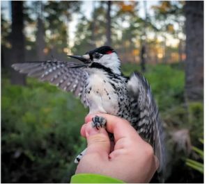 woodpecker