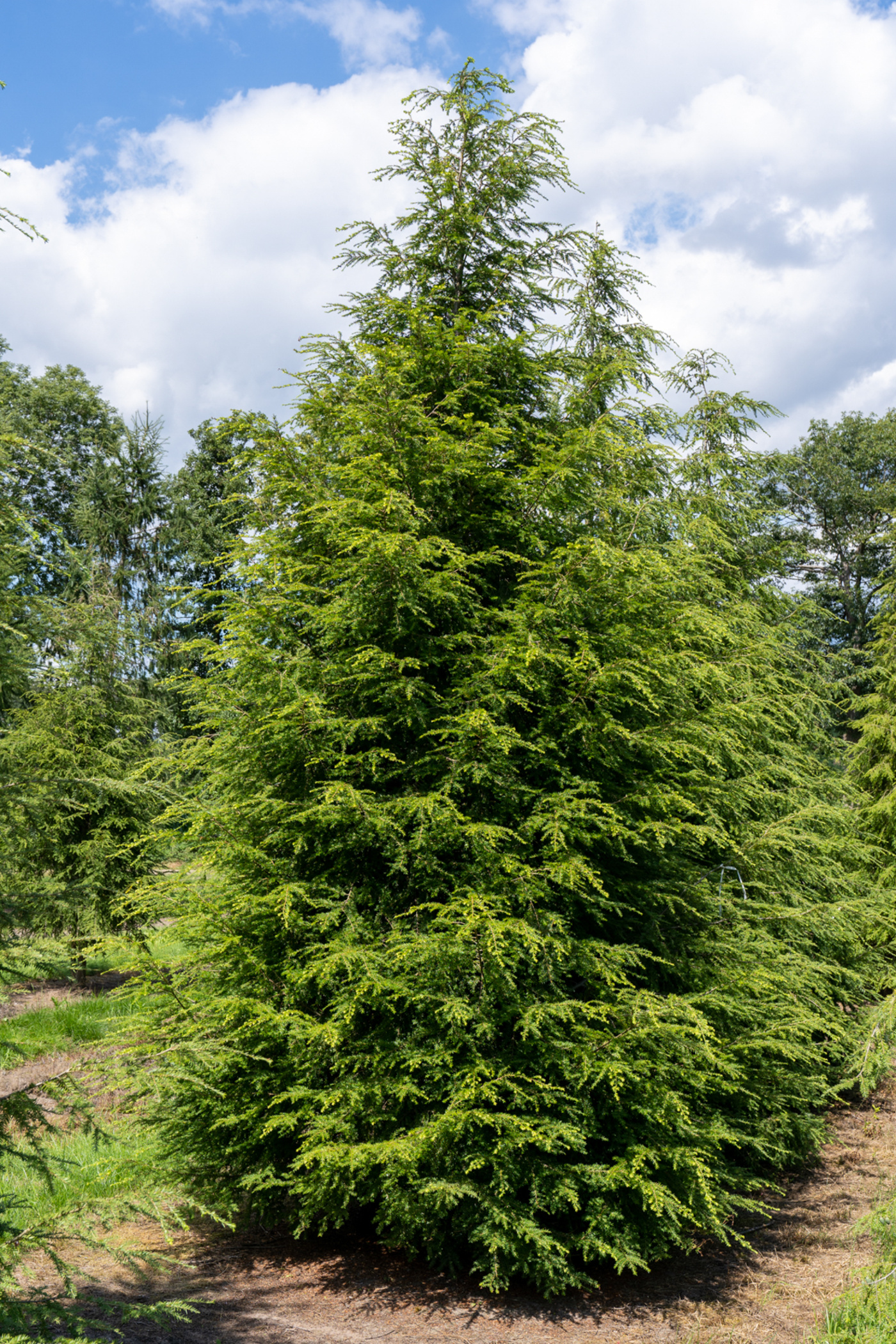 Species Image